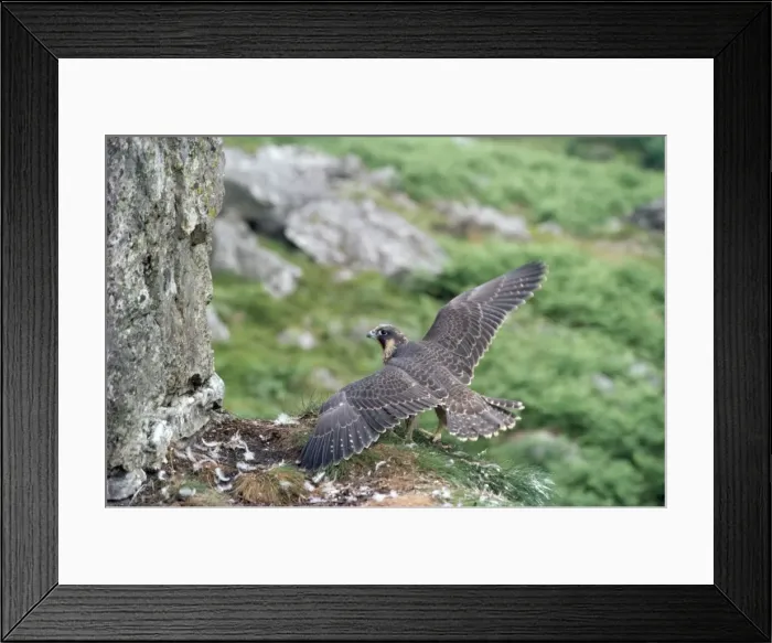 Framed Print : Peregrine Falcon - at nest Framed Print : Peregrine Falcon - at nest