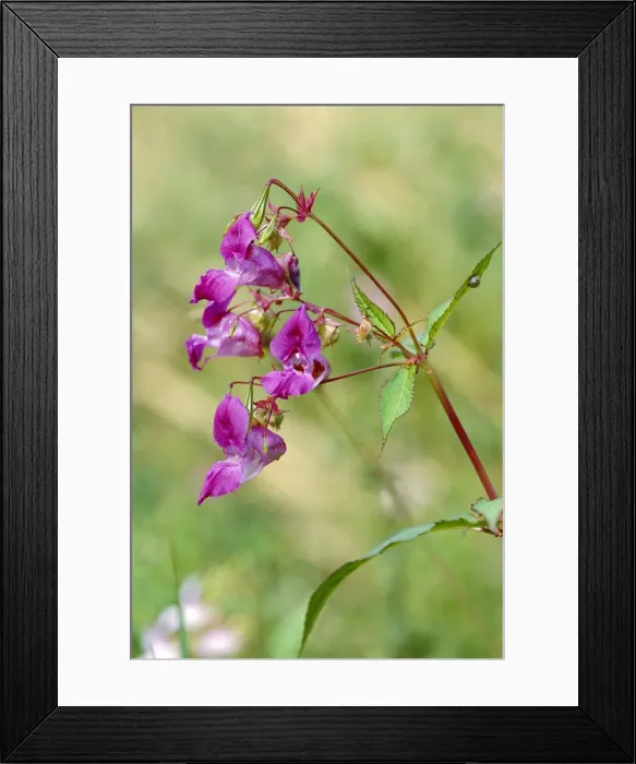 Framed Print : Himalayan Balsalm / Policeman's Helmet Framed Print : Himalayan Balsalm / Policeman's Helmet
