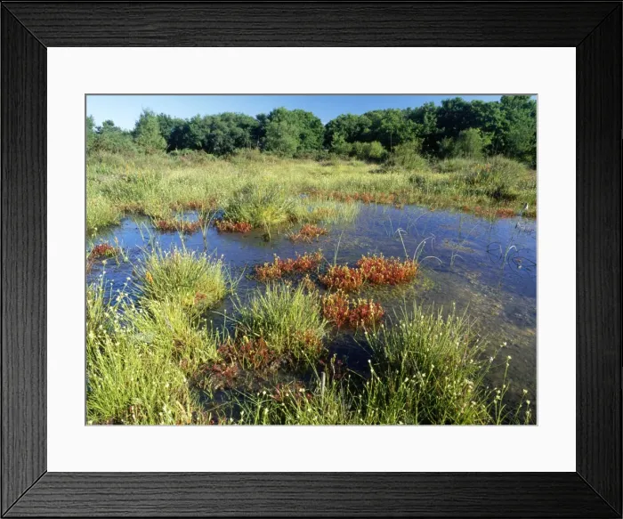 Framed Print : Bog - with White-beaked Sedge & Sundews. Stoborough Heath (NNR), Purbeck, Dorset, UK Framed Print : Bog - with White-beaked Sedge & Sundews. Stoborough Heath (NNR), Purbeck, Dorset, UK