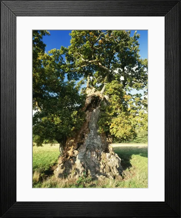 Framed Print : Ancient Oak Tree Judge Wyndhams Oak Near Gilligham, North Dorest, UK Framed Print : Ancient Oak Tree Judge Wyndhams Oak Near Gilligham, North Dorest, UK