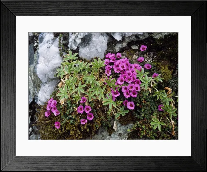 Framed Print : Purple Saxifrage - with Alpine Ladies Mantle Ben Lawers Mountain, Perthshire, Scotland Framed Print : Purple Saxifrage - with Alpine Ladies Mantle Ben Lawers Mountain, Perthshire, Scotland