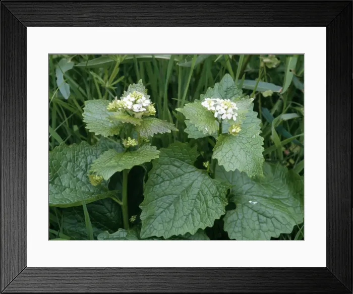Framed Print : Garlic Mustard / Jack by the Hedge Framed Print : Garlic Mustard / Jack by the Hedge