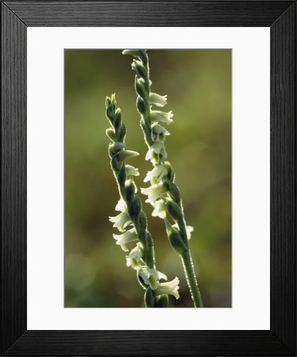 Framed Print : Autum Ladies Tresses Orchid Framed Print : Autum Ladies Tresses Orchid