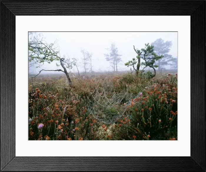 Framed Print : Heath Morden bog NNR. on misty autumn morning, Dorset, UK Framed Print : Heath Morden bog NNR. on misty autumn morning, Dorset, UK