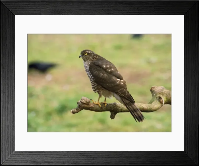 Framed Print : Sparrowhawk Framed Print : Sparrowhawk