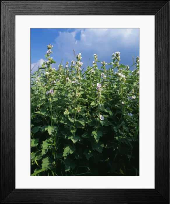 Framed Print : Marsh Mallow Medway Marshes, Kent, UK Framed Print : Marsh Mallow Medway Marshes, Kent, UK