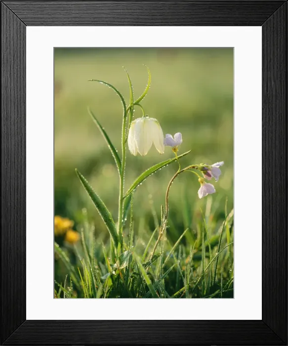 Framed Print : Snake's-head Fritillaries Also Cuckoo flower, frosty morning, Wiltshire, UK Framed Print : Snake's-head Fritillaries Also Cuckoo flower, frosty morning, Wiltshire, UK