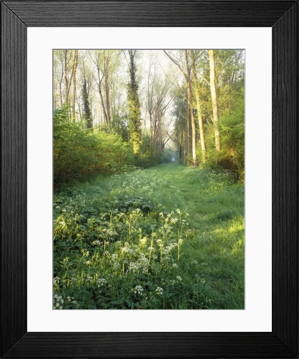 Framed Print : Woodland - spring. Ride in Lower Wood Ancient Woodland Reserve, Gloucestershire, UK Framed Print : Woodland - spring. Ride in Lower Wood Ancient Woodland Reserve, Gloucestershire, UK