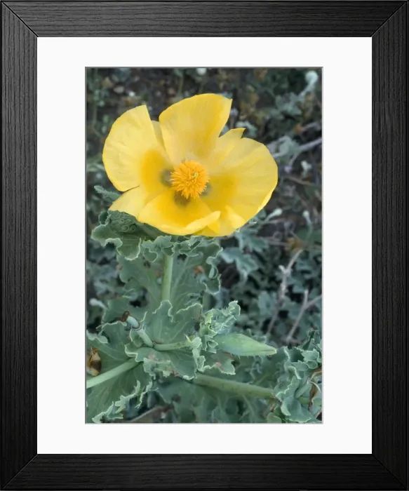 Framed Print : Yellow Horned Poppy Lesbos, Greek island Framed Print : Yellow Horned Poppy Lesbos, Greek island