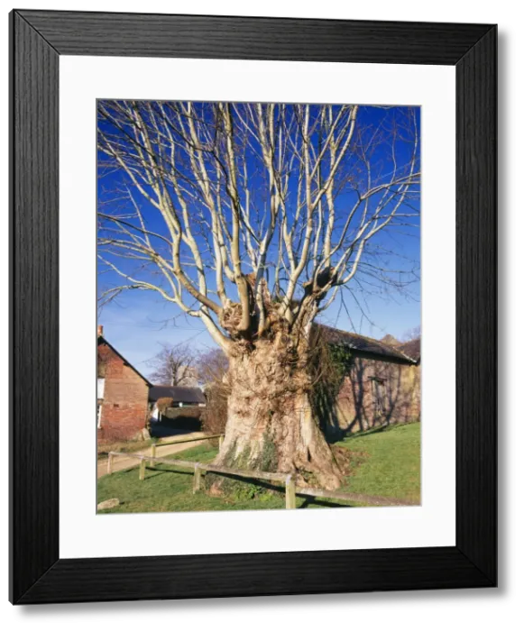 Framed Print : Ancient Pollard Sycamore Tree Tolpuddle Martyr's Tree Puddletown Dorset, UK Framed Print : Ancient Pollard Sycamore Tree Tolpuddle Martyr's Tree Puddletown Dorset, UK