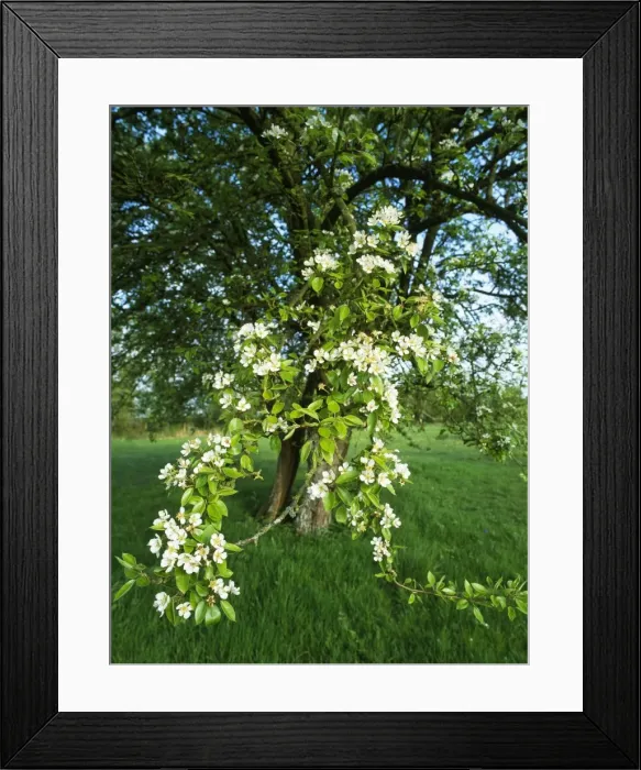 Framed Print : Old Pear Tree - in orchard Woodland Trust Reserve, Melrose Farm, Worcestershire, UK Framed Print : Old Pear Tree - in orchard Woodland Trust Reserve, Melrose Farm, Worcestershire, UK