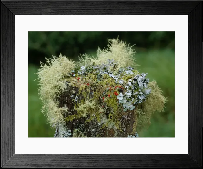 Framed Print : Beard Lichens, Cladonias, Parmelias, Mosses etc on old fence post, Connemara, Ireland Framed Print : Beard Lichens, Cladonias, Parmelias, Mosses etc on old fence post, Connemara, Ireland