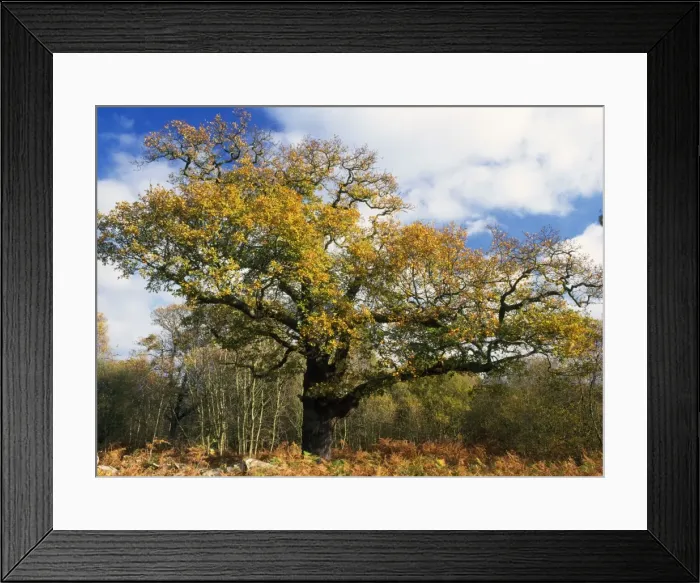 Framed Print : Old Oak Tree - in autumn Ashstead Common, Surrey, City of London Reserve Framed Print : Old Oak Tree - in autumn Ashstead Common, Surrey, City of London Reserve