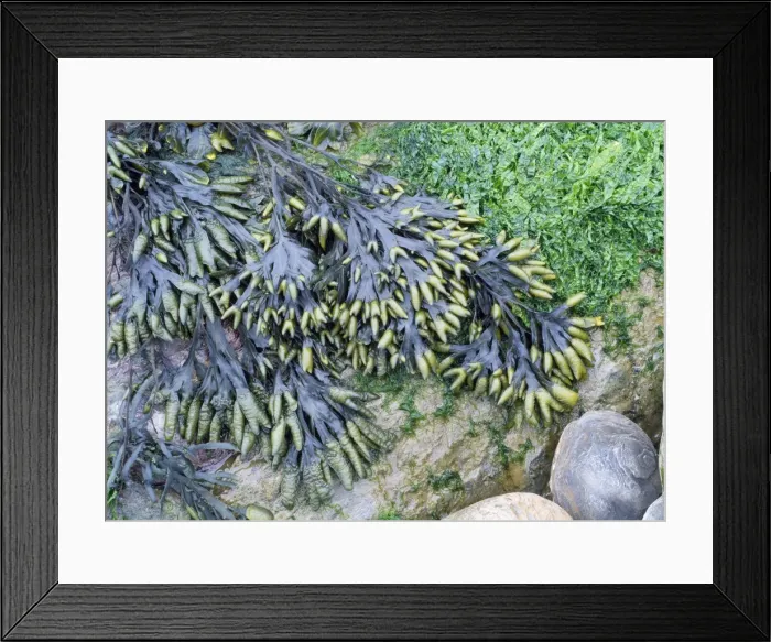 Framed Print : Channelled Wrack Seaweed Framed Print : Channelled Wrack Seaweed