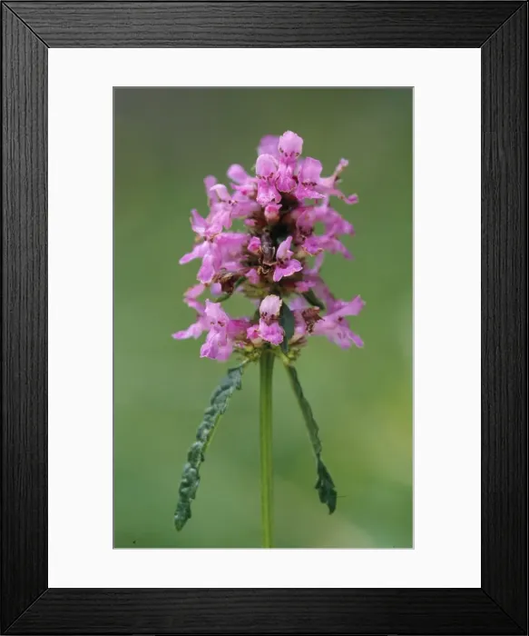 Framed Print : Betony. ROG-11180. BETONY. Stachys officinalis