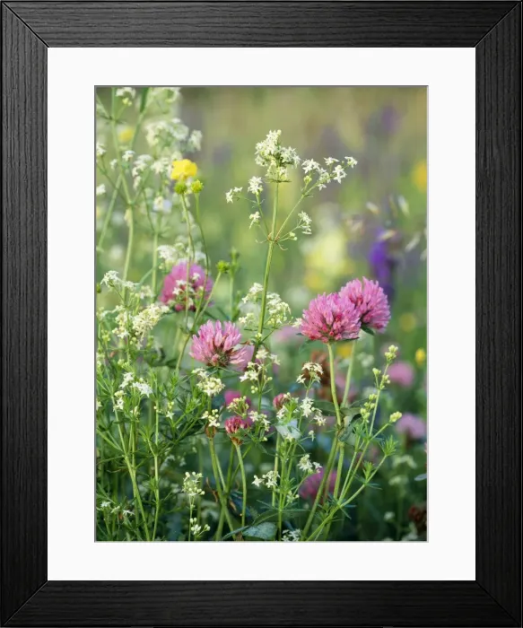 Framed Print : Hay Meadow Flowers - Red Clover, Meadow Buttercup Framed Print : Hay Meadow Flowers - Red Clover, Meadow Buttercup