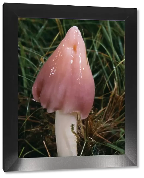 Pink Wax Cap  /  Pink Meadow Cap Fungi - rare in UK. formerly know as Hygrocybe calyptraeformis
