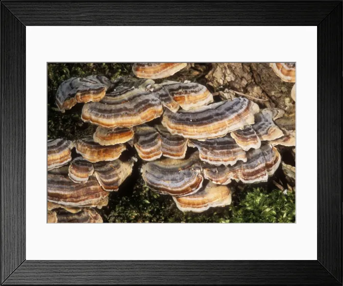 Framed Print : Bracket Fungus Many zoned Framed Print : Bracket Fungus Many zoned