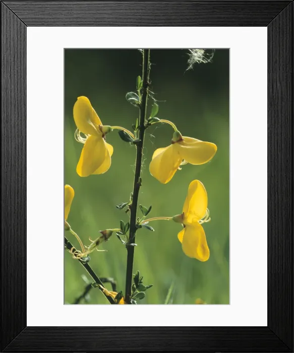 Framed Print : Broom Flowers - against the light Framed Print : Broom Flowers - against the light
