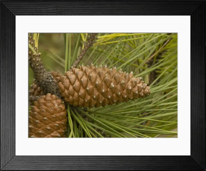 Framed Print : Maritime pine, planted on sand dunes and native in SW Europe: cones Framed Print : Maritime pine, planted on sand dunes and native in SW Europe: cones