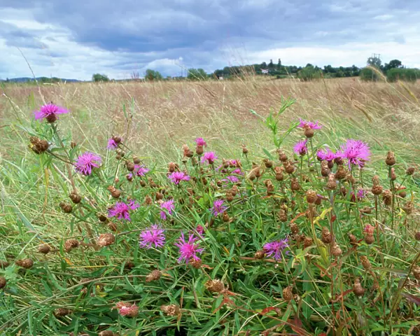 Knapweed Lugg Meadows, plantlife Reserve, floodplain grassland, Herefordshire, UK
