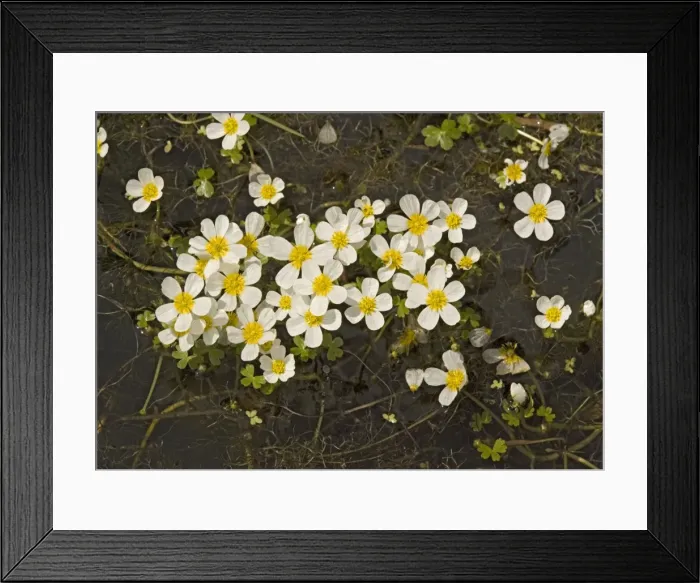 Framed Print : Pond water-crowfoot Framed Print : Pond water-crowfoot