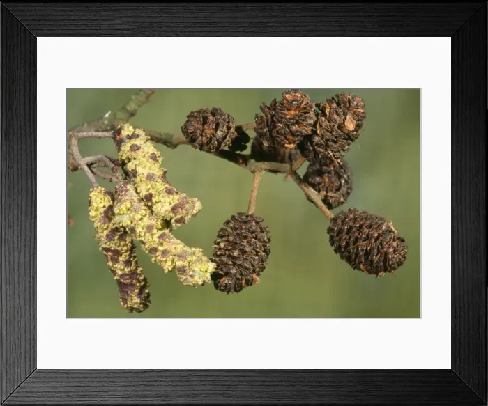 Framed Print : Alder - male catkins & female cones Framed Print : Alder - male catkins & female cones