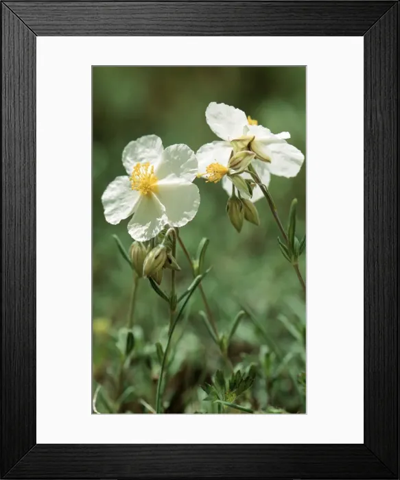 Framed Print : White Rock-rose Framed Print : White Rock-rose