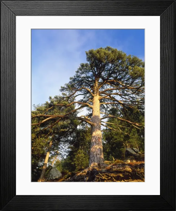 Framed Print : Ancient Corsican Pine Larico Corsica Framed Print : Ancient Corsican Pine Larico Corsica