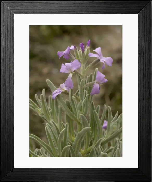 Framed Print : Sea stock, on sand dunes Framed Print : Sea stock, on sand dunes