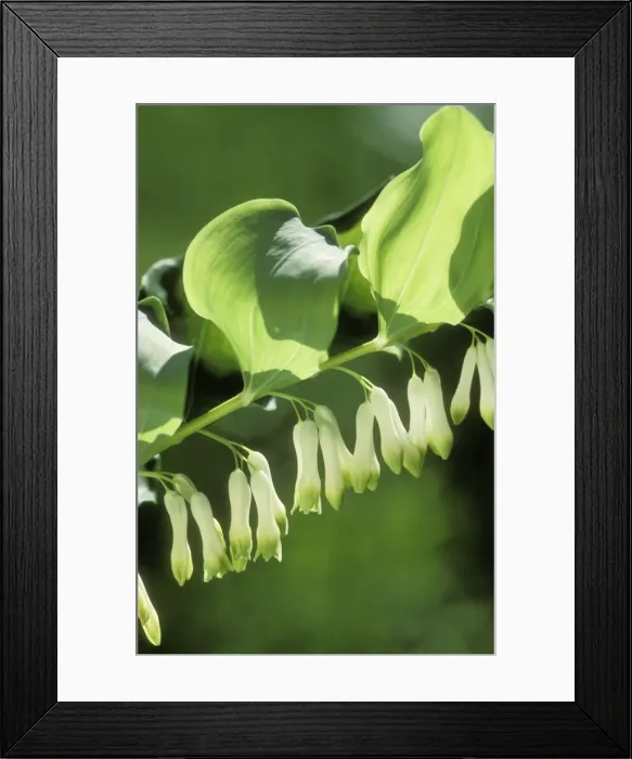 Framed Print : Common Solomon's Seal Framed Print : Common Solomon's Seal