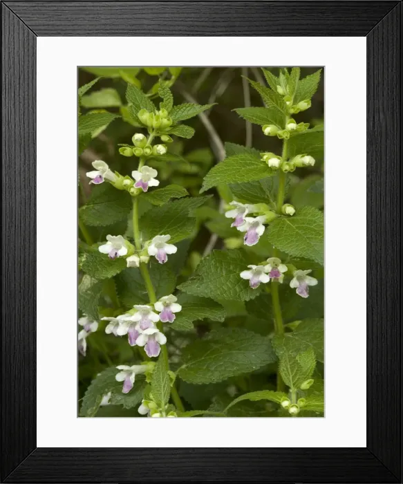 Framed Print : Bastard balm. Rare plant in UK, mainly south-western Framed Print : Bastard balm. Rare plant in UK, mainly south-western