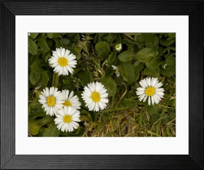 Framed Print : Daisy. Common plant of lawns and paths Framed Print : Daisy. Common plant of lawns and paths