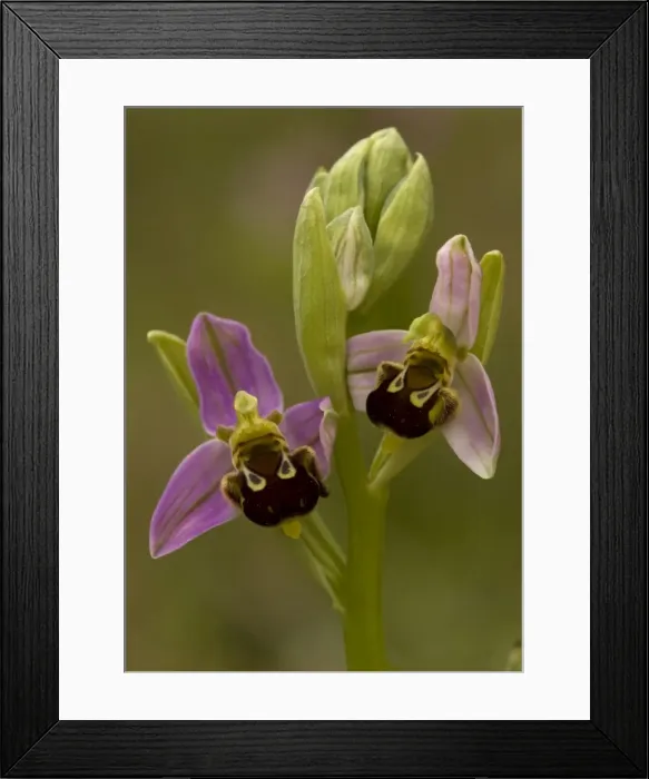 Framed Print : Bee orchid Framed Print : Bee orchid