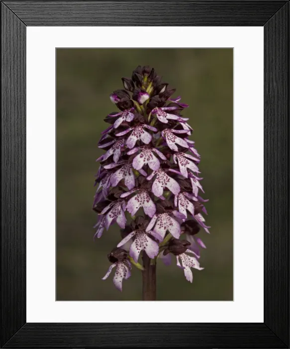 Framed Print : Lady orchid. Very rare in UK Framed Print : Lady orchid. Very rare in UK