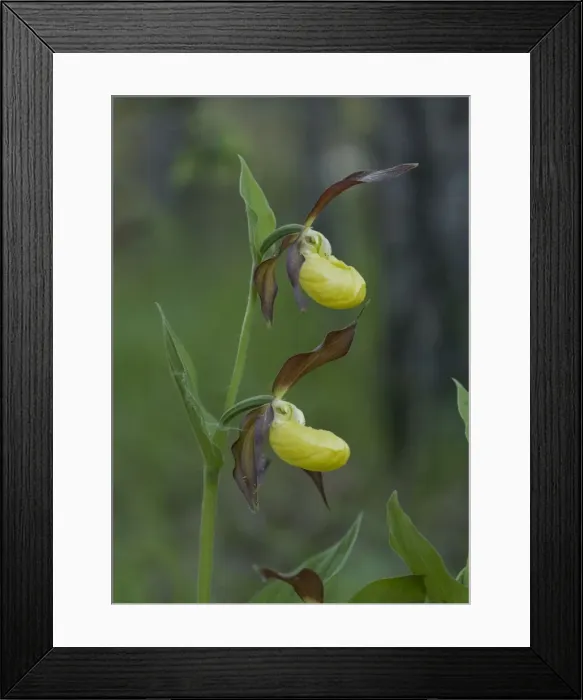 Framed Print : Lady's slipper orchids. Very rare in UK Framed Print : Lady's slipper orchids. Very rare in UK