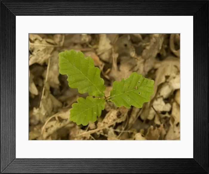 Framed Print : Sessile oak: seedling in woodland Framed Print : Sessile oak: seedling in woodland