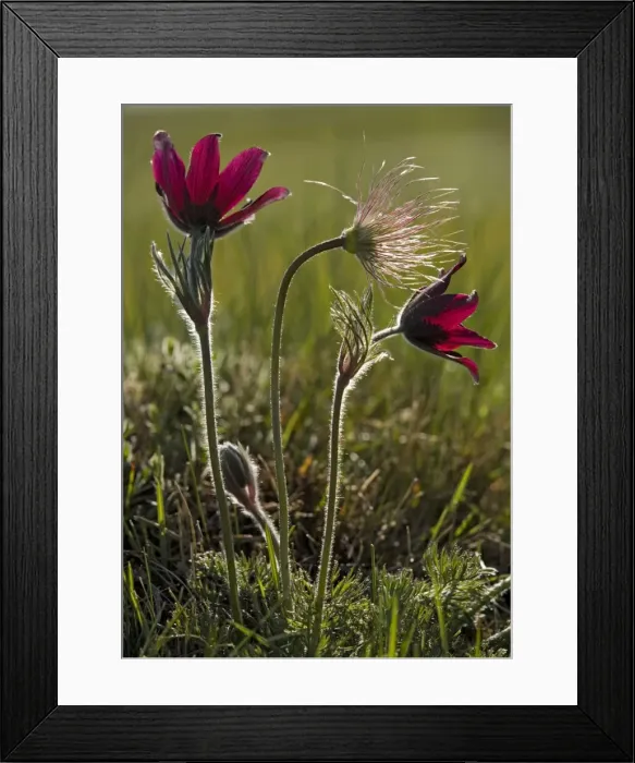 Framed Print : A pasque flower, in flower and fruit. Endemic to the CEVENNES area of France Framed Print : A pasque flower, in flower and fruit. Endemic to the CEVENNES area of France