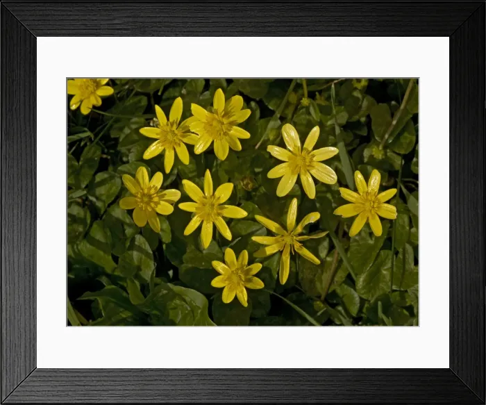 Framed Print : Lesser celandine Framed Print : Lesser celandine
