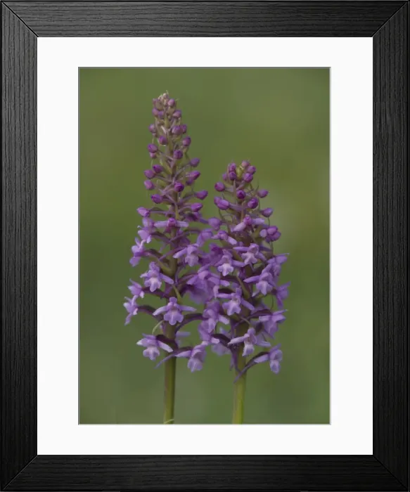 Framed Print : Fragrant orchid, early morning Framed Print : Fragrant orchid, early morning