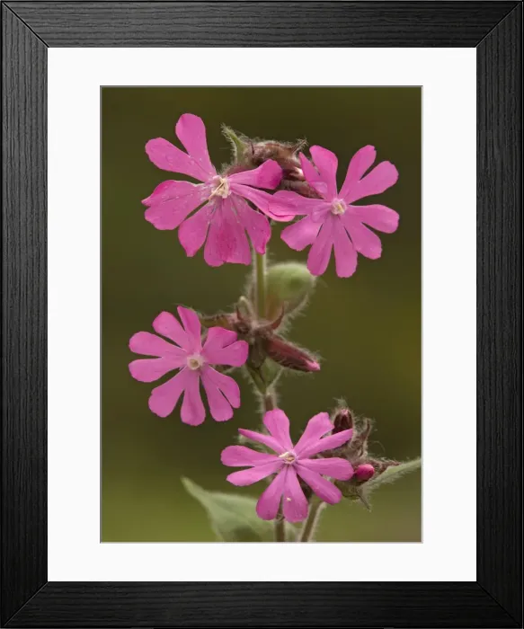 Framed Print : Red campion. Spring flower Framed Print : Red campion. Spring flower
