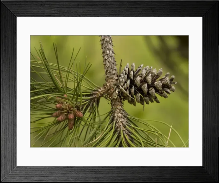 Framed Print : Maritime pine, planted on sand dunes and native in SW Europe: cones Framed Print : Maritime pine, planted on sand dunes and native in SW Europe: cones