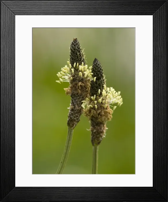 Framed Print : Ribwort plantain, in flower Framed Print : Ribwort plantain, in flower
