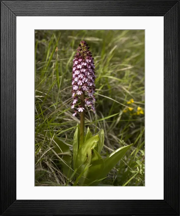 Framed Print : Lady orchid. Very rare in UK Framed Print : Lady orchid. Very rare in UK
