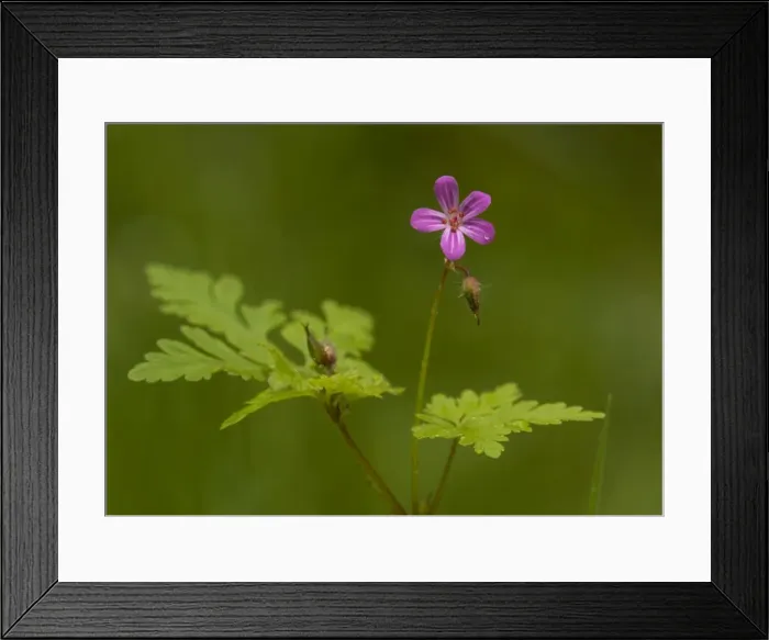 Framed Print : Herb Robert Framed Print : Herb Robert