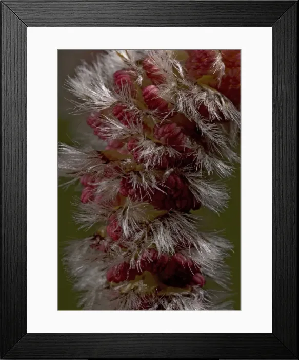 Framed Print : Aspen. ROG-11502. Aspen, male catkins in spring