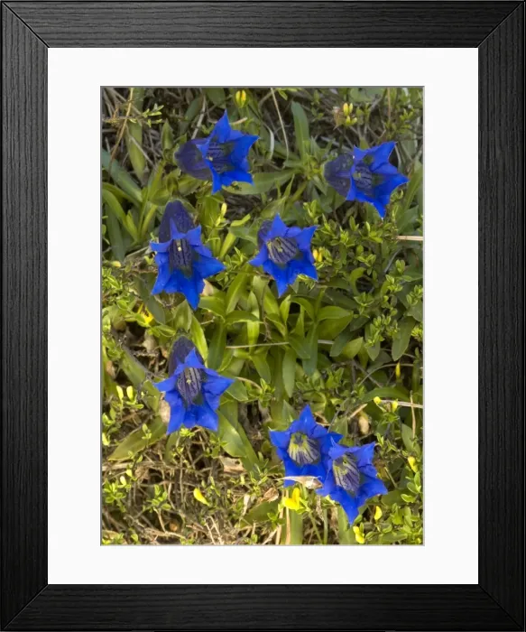 Framed Print : A trumpet gentian, on limestone Framed Print : A trumpet gentian, on limestone