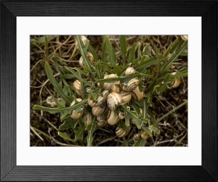 Framed Print : Mass of aestivating snails on dune plants. Mainly mediterranean species; very rare in SW England Framed Print : Mass of aestivating snails on dune plants. Mainly mediterranean species; very rare in SW England