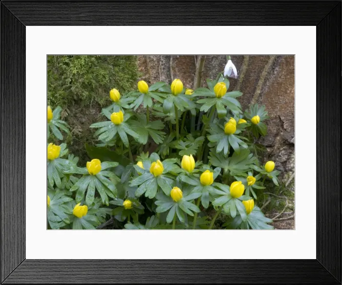 Framed Print : Winter aconites in light woodland, with snowdrops. Very early-flowering plants Framed Print : Winter aconites in light woodland, with snowdrops. Very early-flowering plants