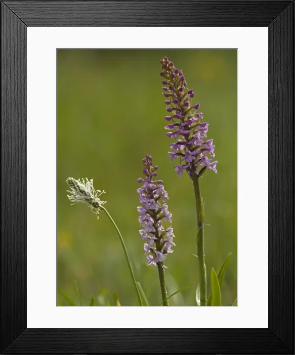 Framed Print : Fragrant orchid, early morning, with hoary plantain Framed Print : Fragrant orchid, early morning, with hoary plantain